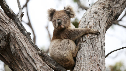 Gấu Koala là một loài thú có túi ăn thực vật sống tại Australia