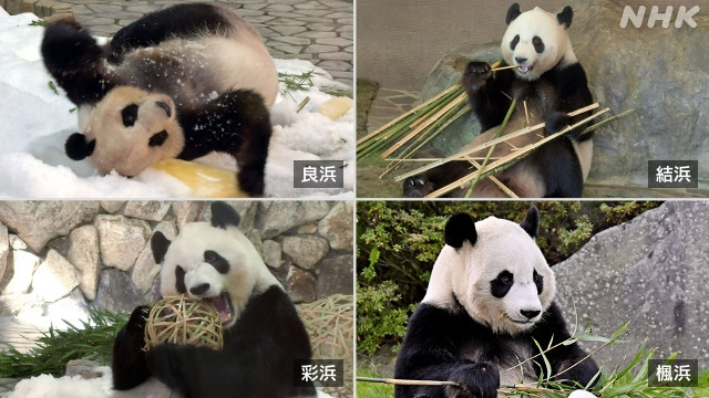 Tất cả 4 con gấu trúc đang được chăm sóc tại công viên Adventure World sẽ được đưa về Trung Quốc