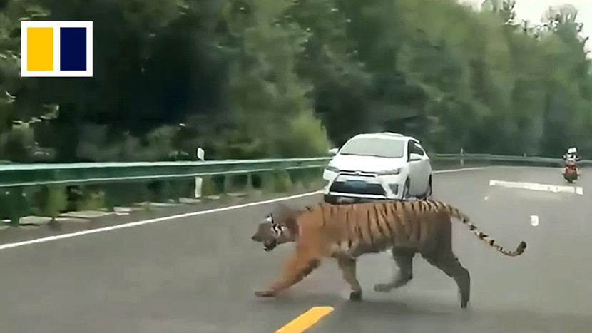Con hổ hoang dã xuất hiện trên Quốc lộ 331 ở tỉnh Cát Lâm (Trung Quốc) Con hổ hoang dã xuất hiện trên Quốc lộ 331 ở tỉnh Cát Lâm (Trung Quốc)