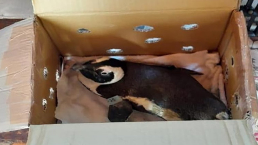 Con chim cánh cụt được đặt bên trong hộp các tông