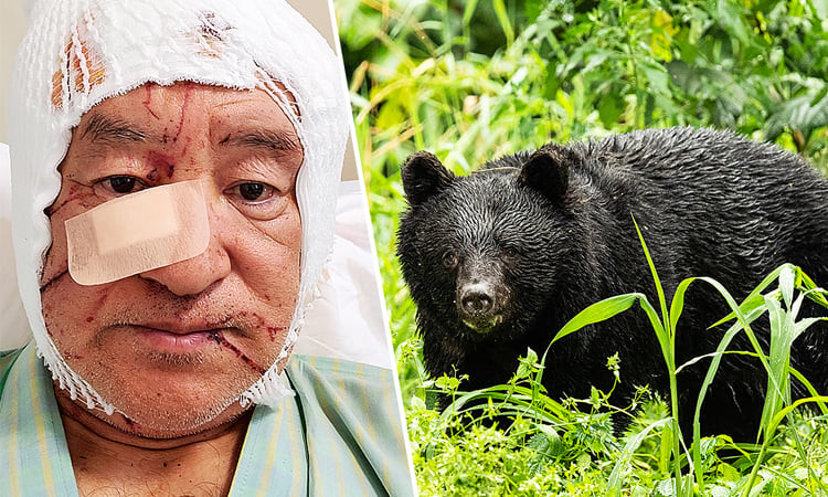 Đã xảy ra hàng loạt vụ gấu tấn công người trên khắp Nhật Bản trong thời gian gần đây