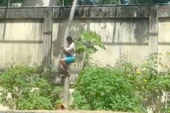 Gerson de Melo Machado khi leo vào chuồng sư tử trong vườn thú