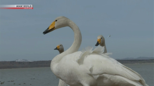 Đàn thiên nga tập trung về hồ Kutcharo ở thị trấn Hamatonbetsu trên đảo Hokkaido.
