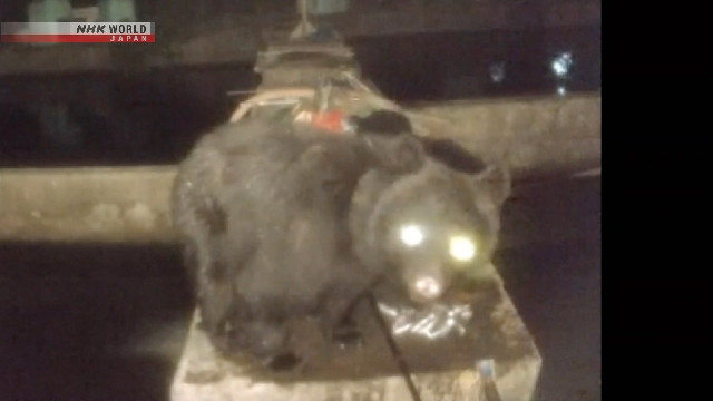 Hình ảnh từ camera an ninh cho thấy 3 con gấu xuất hiện nhiều lần tại trang trại Hình ảnh từ camera an ninh cho thấy 3 con gấu xuất hiện nhiều lần tại trang trại