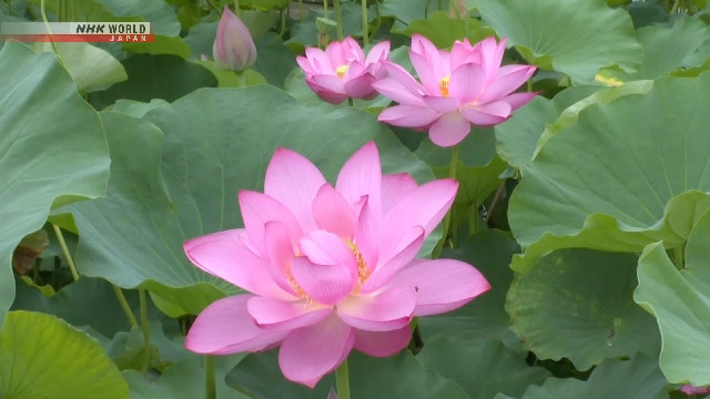 Những bông sen giống cổ có màu hồng với đường kính khoảng 20 cm, hiện bắt đầu nở rộ