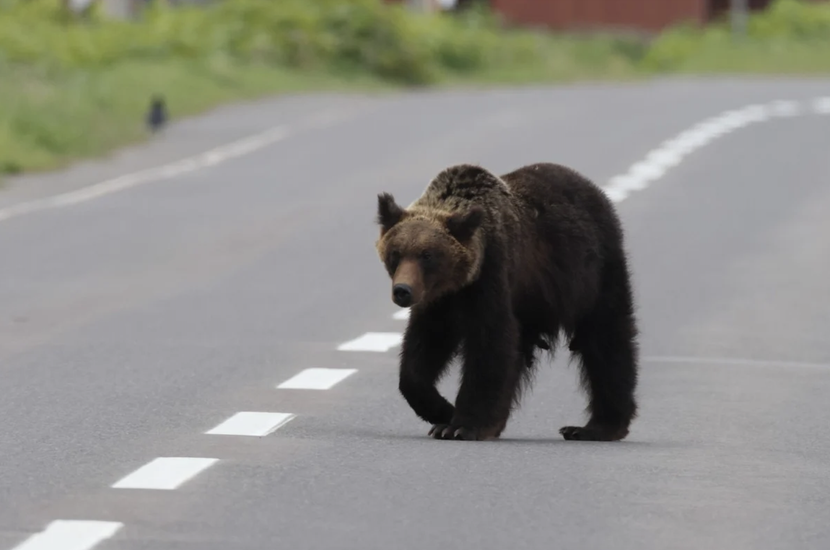 Một chú gấu nâu đi trong Công viên Quốc gia Shiretoko, Hokkaido, Nhật Bản. Ảnh minh họa Một chú gấu nâu đi trong Công viên Quốc gia Shiretoko, Hokkaido, Nhật Bản. Ảnh minh họa