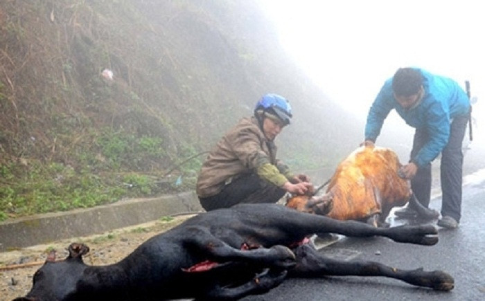 Ngành Thú y khuyến cáo người dân không nên tiếp xúc, tiêu thụ gia súc bị bệnh đề phòng lây nhiễm bệnh nhiệt thán