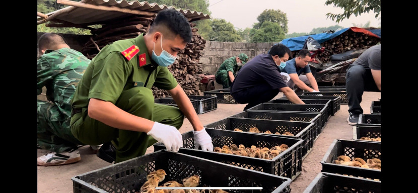 Buôn lậu gia súc, gia cầm tăng mạnh trong 9 tháng đầu năm 2023 Buôn lậu gia súc, gia cầm tăng mạnh trong 9 tháng đầu năm 2023