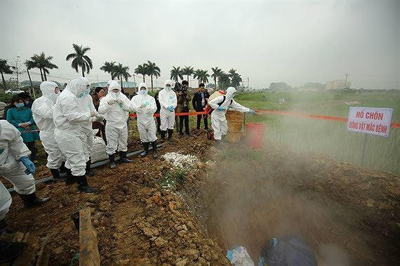 Tiêu hủy lợn bị nhiễm bệnh dịch tả lợn châu Phi Tiêu hủy lợn bị nhiễm bệnh dịch tả lợn châu Phi