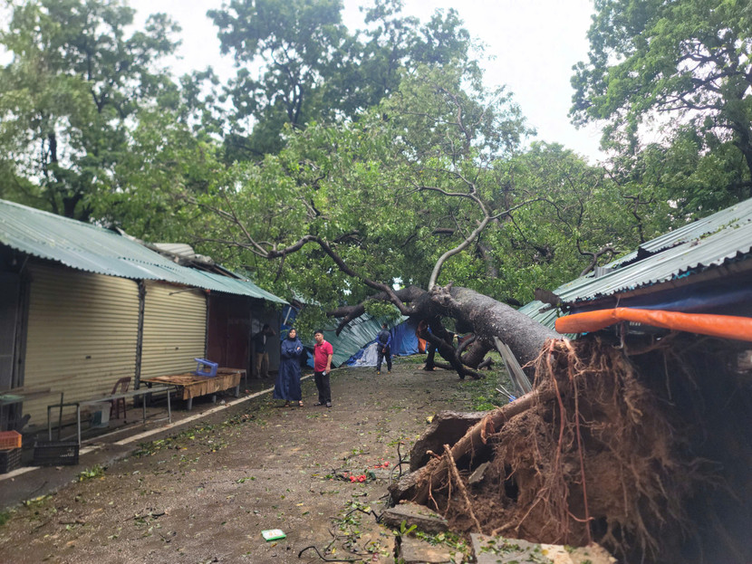 Do ảnh hưởng của bão số 3 trên địa bàn TP Hà Nội có hàng vạn cây xanh bị gãy, đổ Do ảnh hưởng của bão số 3 trên địa bàn TP Hà Nội có hàng vạn cây xanh bị gãy, đổ
