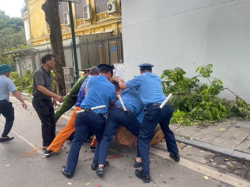 Từ chiều qua 12/9, lực lượng thanh tra GTVT đã "chi viện" về người và phương tiện để giải tỏa cây xanh