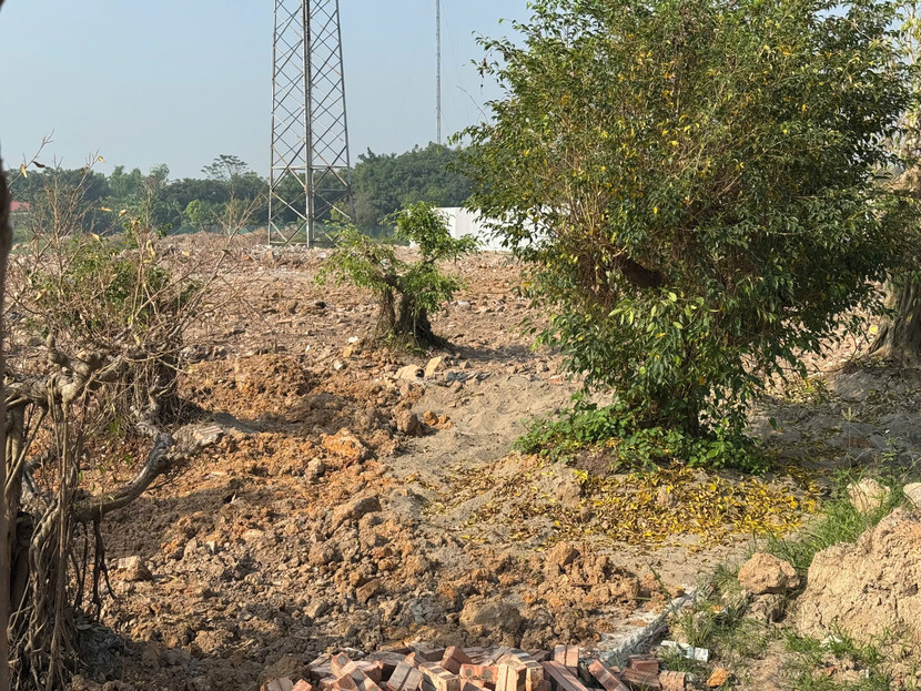 Sáng 12/11, cây được trồng kiểu mới trên đất nông nghiệp ở Đại Áng đã bắt đầu héo vàng