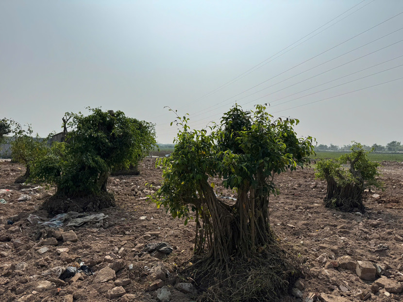 Trồng cây kiểu "đối phó", đặt trên đống sỏi đá, phế thải xây dựng