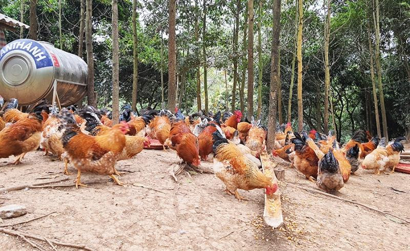 TP Chí Linh, Hải Dương kêu gọi giải cứu gà đồi