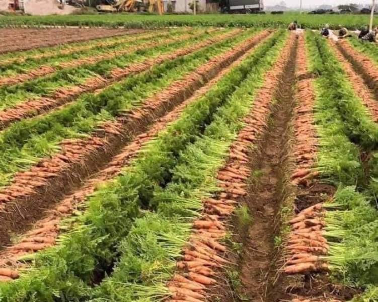 Nhiều nông sản của người dân Hải Dương bị ùn ứ do dịch bệnh Nhiều nông sản của người dân Hải Dương bị ùn ứ do dịch bệnh