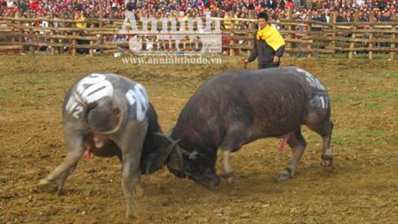 Tưng bừng hội chọi Trâu đầu xuân Nhâm Thìn ảnh 1