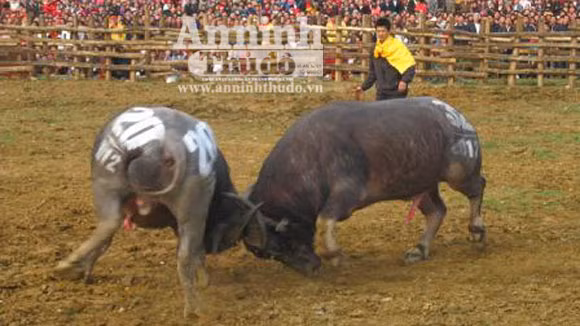 Tưng bừng hội chọi Trâu đầu xuân Nhâm Thìn ảnh 1