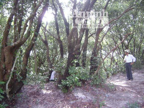 Bí ẩn khu rừng nguyên sinh giữa rú cát ảnh 6