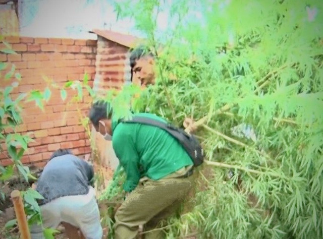 Lực lượng chức năng tiến hành nhổ bỏ cây cần sa cao đến 3m để đem đi tiêu hủy. Ảnh: Dân Trí