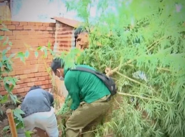 Lực lượng chức năng tiến hành nhổ bỏ cây cần sa cao đến 3m để đem đi tiêu hủy. Ảnh: Dân Trí