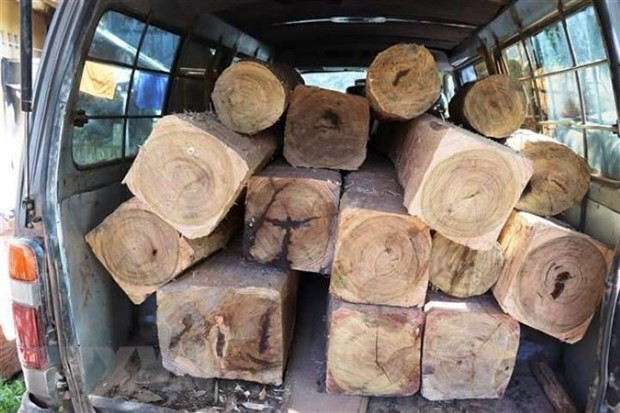Một xe chở gỗ lậu (Nguồn: TTXVN) Một xe chở gỗ lậu (Nguồn: TTXVN)