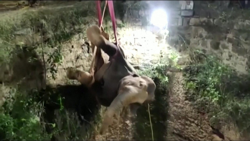 Con voi được kéo lên khỏi giếng