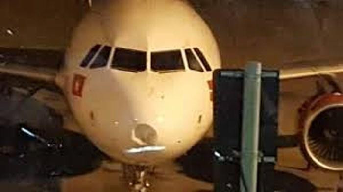 Nhà chức trách yêu cầu các sân bay phải tăng cường xua đuổi chim, động vật hoang dã gây nguy hiểm đến an toàn bay