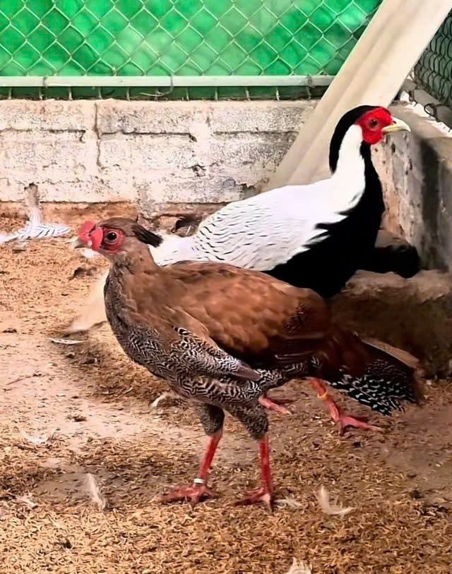 Gà lôi chân trắng thuộc loài động vật hoang dã, quý hiếm