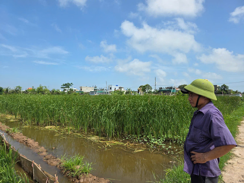 Khu đồng ruộng sát KCN Hải Long thường xuyên bị nước ngập, cỏ mọc quá đầu người nhưng lúa gần như không sinh trưởng được