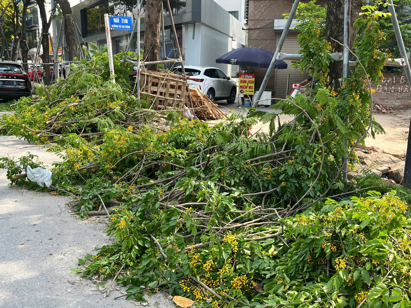 Nhiều cành Giáng hương khá nhỏ cũng bị cắt tỉa khiến nhiều người dân tiếc nuối Nhiều cành Giáng hương khá nhỏ cũng bị cắt tỉa khiến nhiều người dân tiếc nuối