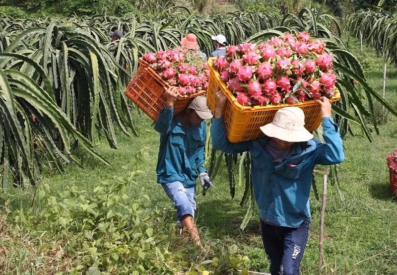Trung Quốc hiện trở thành thị trường nhập khẩu lớn nhất của nông sản Việt Nam