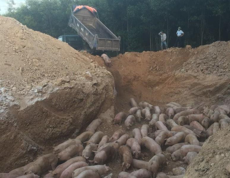 Tăng mức hỗ trợ đối với lợn bệnh phải tiêu hủy Tăng mức hỗ trợ đối với lợn bệnh phải tiêu hủy