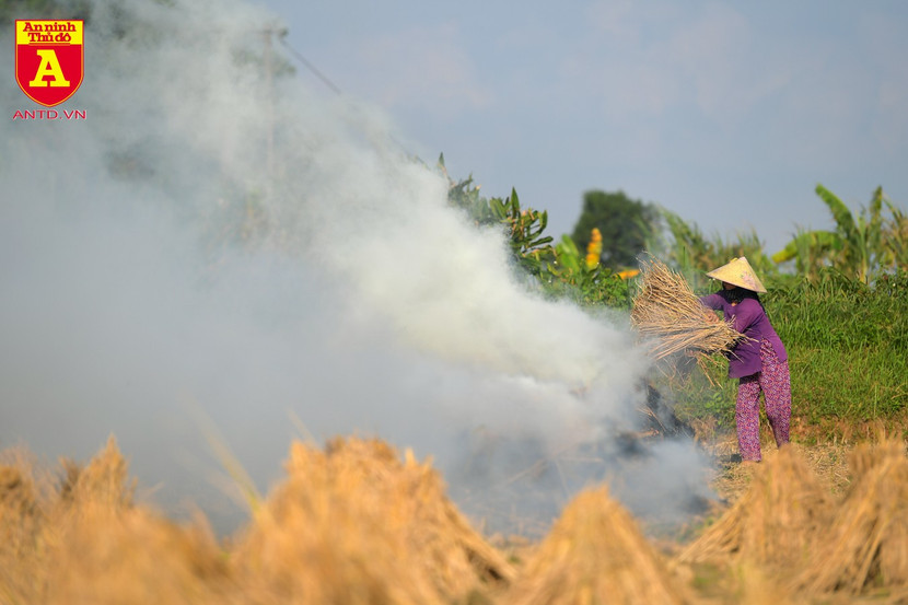 Hà Nội đặt mục tiêu chấm dứt tình trạng đốt rơm rạ sau mùa vụ từ 1/1/2021