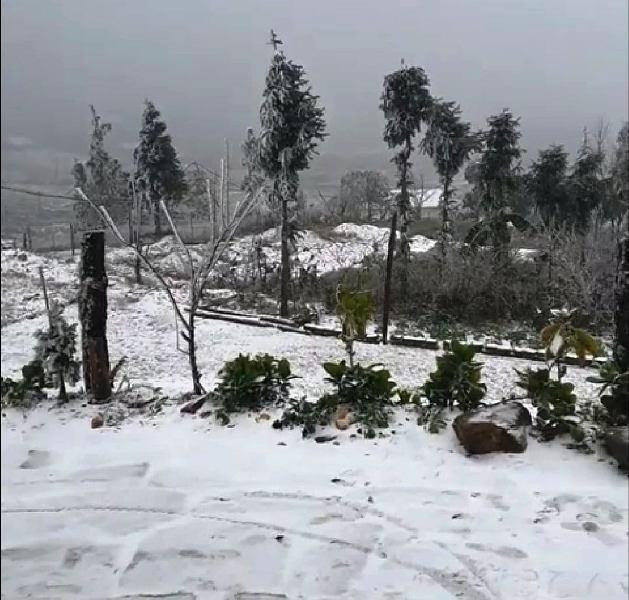 Rét đậm rét hại đã khiến nhiều gia súc bị chết ở khu vực miền núi