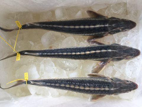 Phát hiện nhiều mẫu cá tầm không được phép kinh doanh ở Việt Nam Phát hiện nhiều mẫu cá tầm không được phép kinh doanh ở Việt Nam