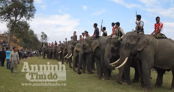 Bảo tồn voi Tây Nguyên: Vẫn nói nhiều và làm trên... giấy ảnh 1