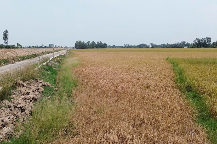Lúa của người dân hai bên cao tốc Cần Thơ- Cà Mau qua Hậu Giang bị chết do nhiễm mặn