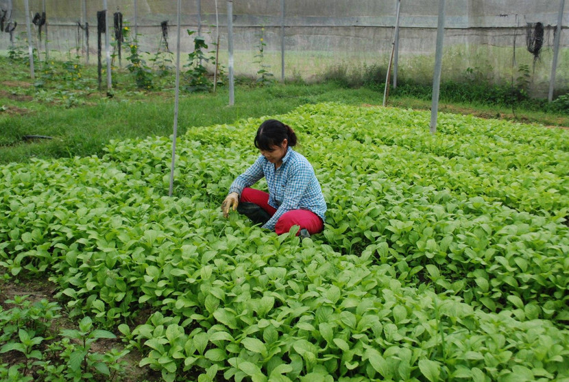 Phải xây dựng được chuỗi ngành hàng, tránh đứt đoạn để một số đối tượng có thể lợi dụng, trà trộn sản phẩm kém chất lượng, chưa được kiểm soát Phải xây dựng được chuỗi ngành hàng, tránh đứt đoạn để một số đối tượng có thể lợi dụng, trà trộn sản phẩm kém chất lượng, chưa được kiểm soát