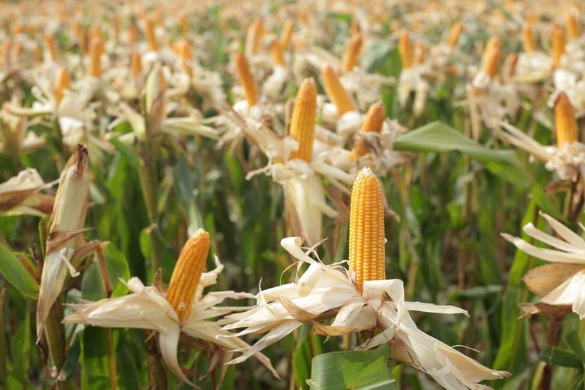 Nhiều cơ quan thuế áp dụng mức thuế VAT 5% với ngô, khoai, sắn gây khó khăn cho ngành chăn nuôi và người nuôi