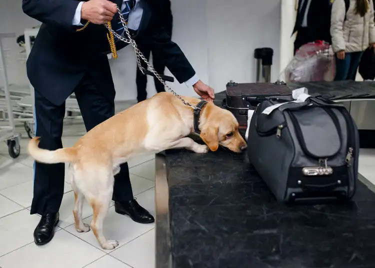 Những chú chó chỉ mất 60 giây đã kiểm tra được 14 kiện hành lý Những chú chó chỉ mất 60 giây đã kiểm tra được 14 kiện hành lý