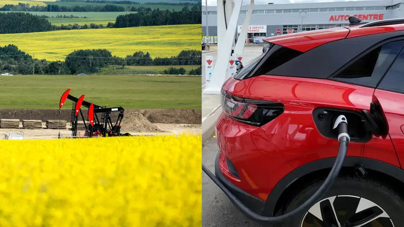 Trung Quốc điều tra nhập khẩu hạt cải dầu của Canada sau khi Ottawa công bố mức thuế 100% đối với xe điện do Trung Quốc sản xuất