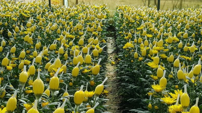 Công ty Dalat Hasfarm vừa phải hủy bỏ 700.000 cành hoa cúc do không xuất khẩu được đi Australia vì có liên quan đến hoạt chất glyphosate