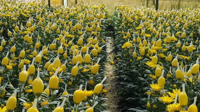 Công ty Dalat Hasfarm vừa phải hủy bỏ 700.000 cành hoa cúc do không xuất khẩu được đi Australia vì có liên quan đến hoạt chất glyphosate