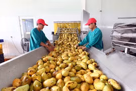 Nông nghiệp vượt bão lũ, rào cản thương mại mang về hơn 70 tỷ USD nhờ xuất khẩu