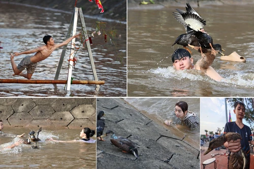 Xem thanh niên làng gốm ở Hà Nội trổ tài ngụp lặn bắt "lộc vịt"