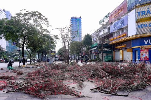 Hà Nội chiều cuối năm: Xót xa cảnh đào, quất bị chặt bỏ la liệt