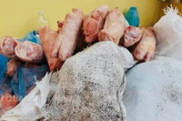 Thu giữ 1 tấn chân lợn bốc mùi tuồn lậu vào Việt Nam