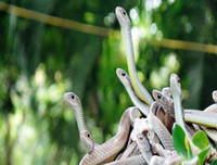 [ẢNH] Những loài động vật là ổ chứa tự nhiên của nhiều virus 