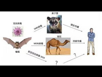[ẢNH] Những loài động vật là ổ chứa tự nhiên của nhiều virus 
