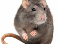 [ẢNH] Những loài động vật là ổ chứa tự nhiên của nhiều virus 